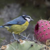 [スペイン語：鳥図鑑] 青と黄色の服に白いお面の鳥…　アオガラ　Herrerillo Común