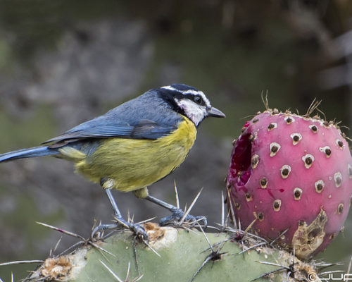 [スペイン語：鳥図鑑] 青と黄色の服に白いお面の鳥…　アオガラ　Herrerillo Común
