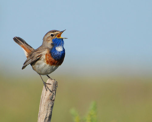 [スペイン語：鳥図鑑] 青いよだれかけの鳥、オガワコマドリ Pechiazul