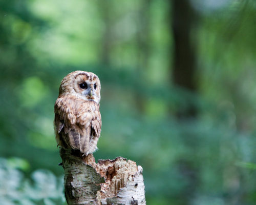 上の画像：Tawny Owl VI By: Nlck Jewell